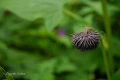 Saussurea auriculata